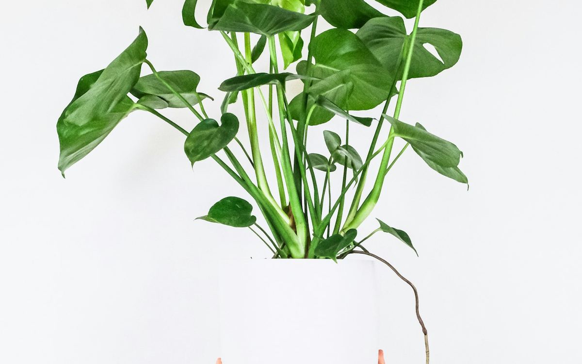 Monstera deliciosa en maceta blanca, planta de interior de hojas grandes y verdes