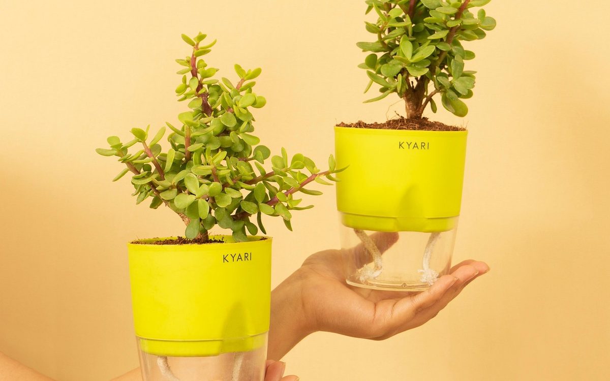 Dos macetas de autorriego con depósito transparente y mechas blancas visibles, sosteniendo plantas jade.