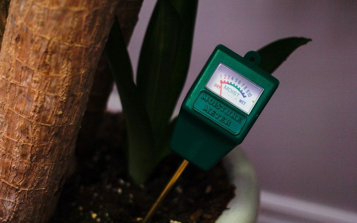 Medidor de humedad analógico verde clavado en el sustrato de una planta de interior junto al tronco.